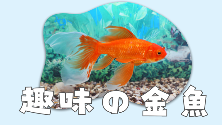 趣味の金魚